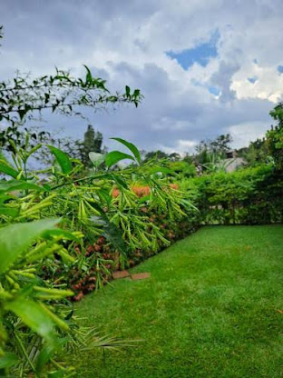 Green garden lawn