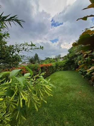 Garden lawn